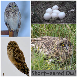 Short-eared Owl